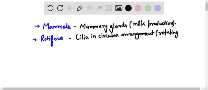 Match each phylum or class to its correct characteristic.