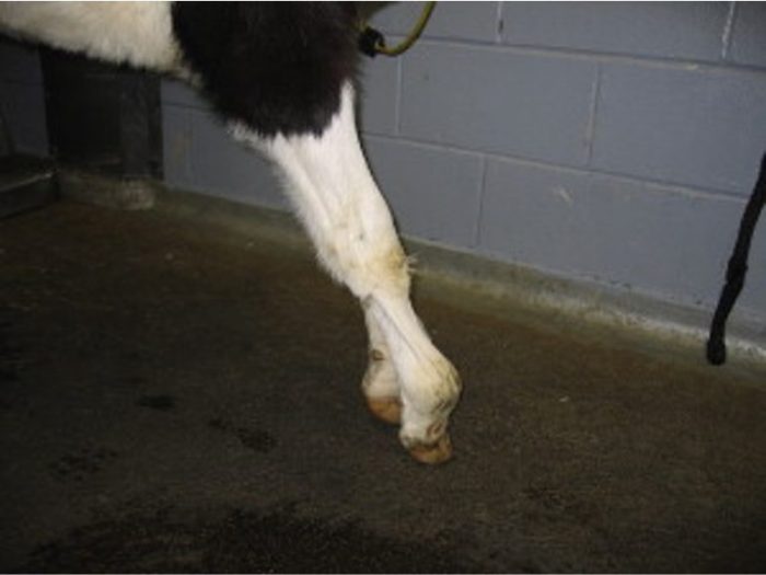 Oxytetracycline for contracted tendons in calves